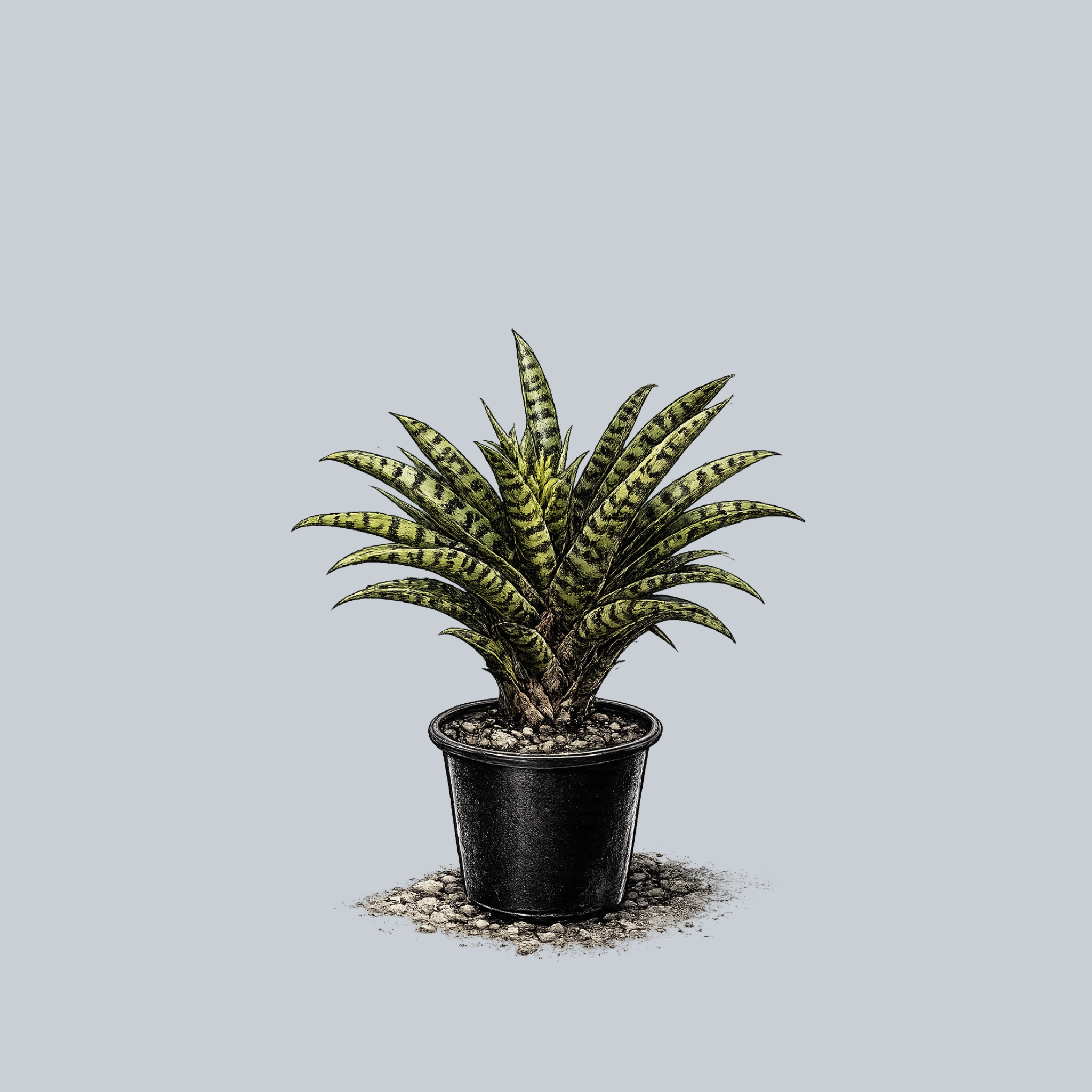 Black Tiger Bromeliad – Plant Detectives