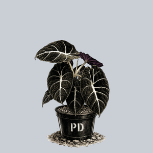 Black Velvet Alocasia