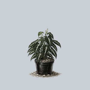 Black Velvet Arrowhead Plant