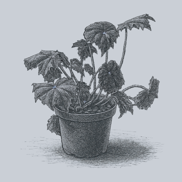 Black Velvet Begonia