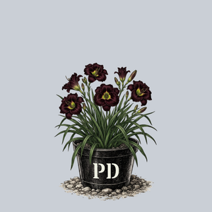 Black Velvet Baby Daylily