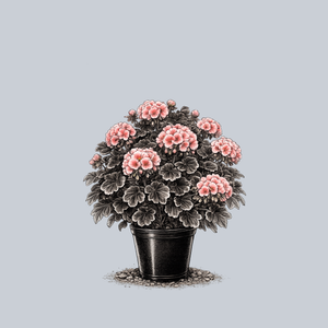 Black Velvet Rose Geranium