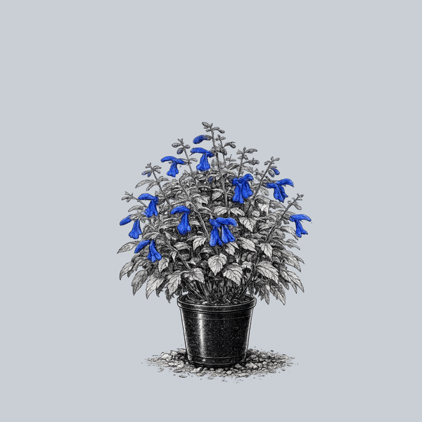 Blue Angel Gentian Sage