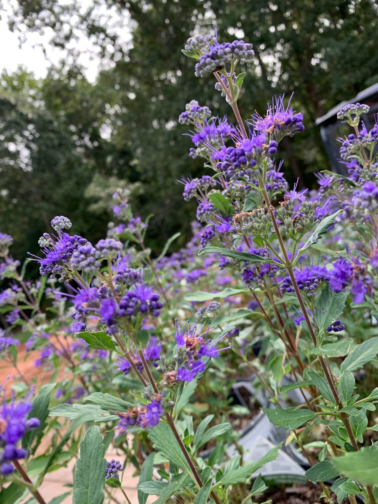 Bluebeard Jason The Bluebeard Guide – Plant Detectives