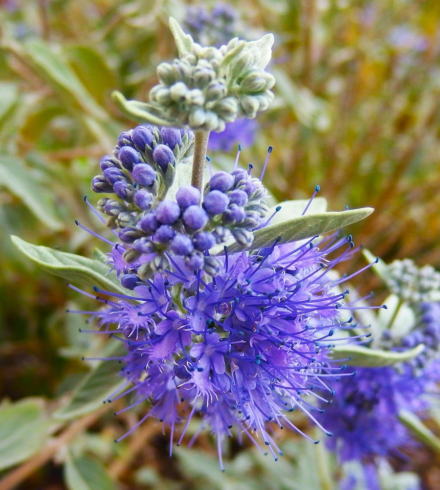 The Bluebeard Guide – Plant Detectives