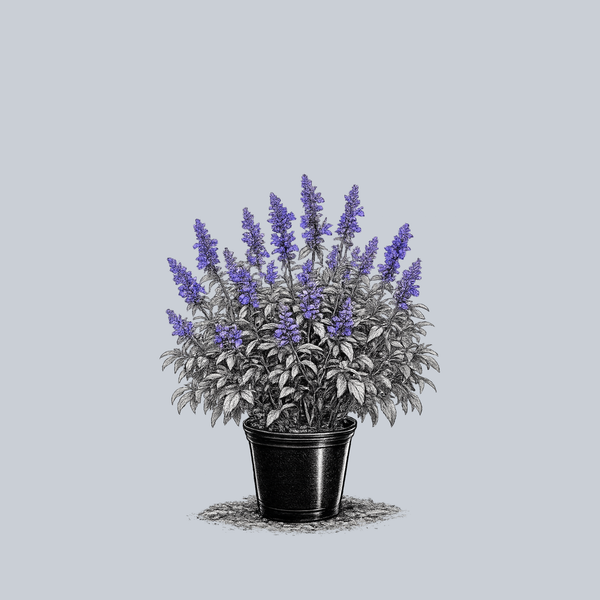 Blue Bedder Mealycup Sage