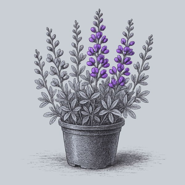 Blueberry Sundae False Indigo