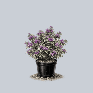 Blueberry Ice Bougainvillea