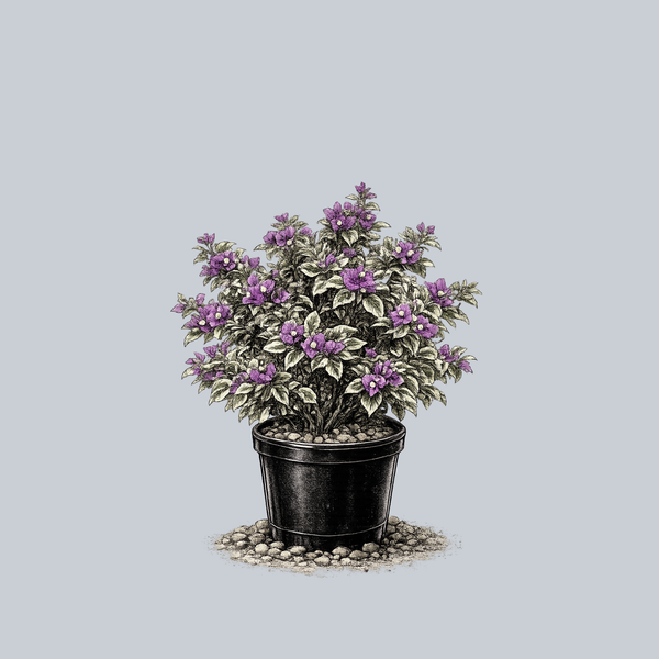 Blueberry Ice Bougainvillea