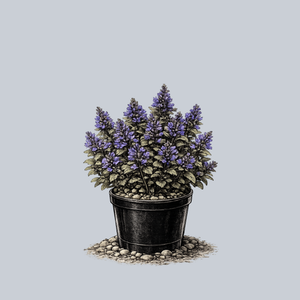Blueberry Muffin Bugleweed