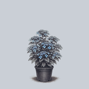 Blue Billow Mountain Hydrangea