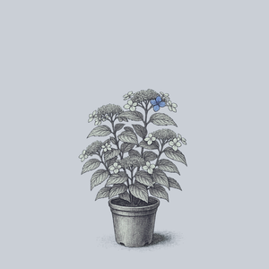 Bluebird Mountain Hydrangea