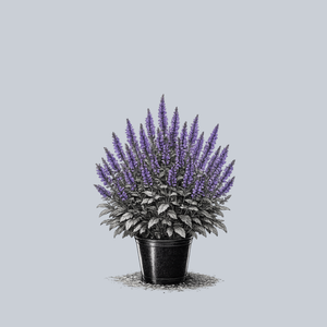 Blue by You Meadow Sage