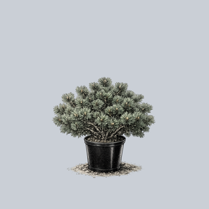 Dwarf Blue Japanese Stone Pine