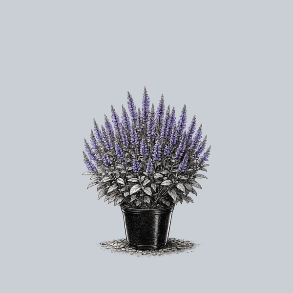 Blue Hill Meadow Sage