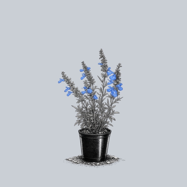Blue Sage