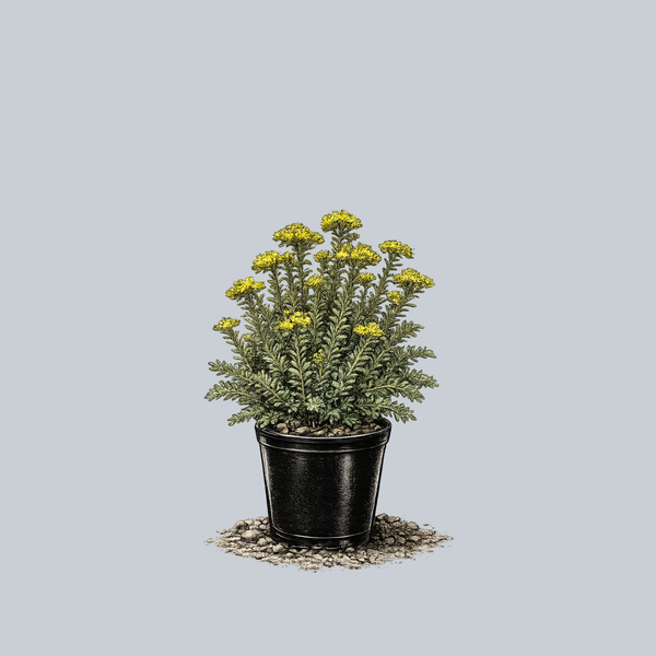 Blue Spruce Stonecrop