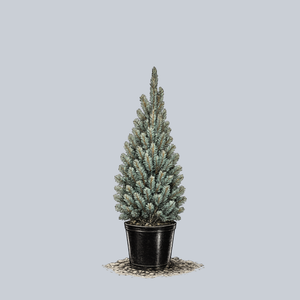 Blue Totem Colorado Spruce