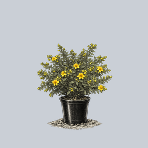 Blue Velvet St. John's Wort