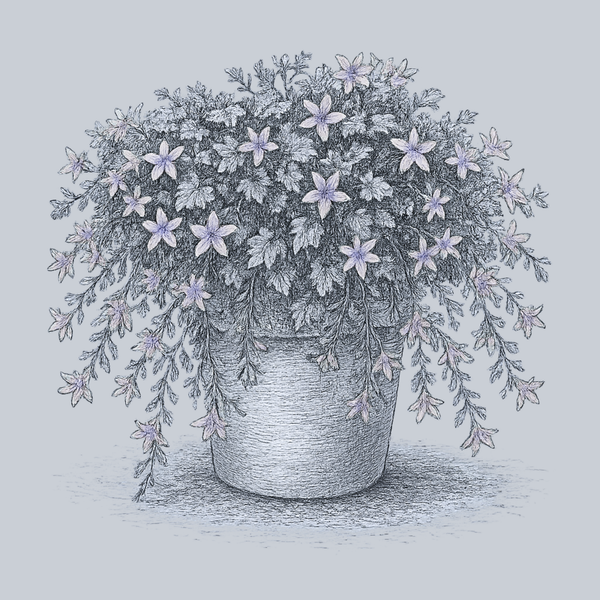 Blue Waterfall Serbian Bellflower