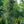 Load image into Gallery viewer, Blue Atlas Cedar - Cedar - Conifers
