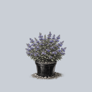 Blue Balloon Bluebeard