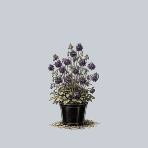 Blue Barlow Columbine