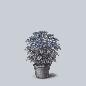 Blue Bird Mountain Hydrangea