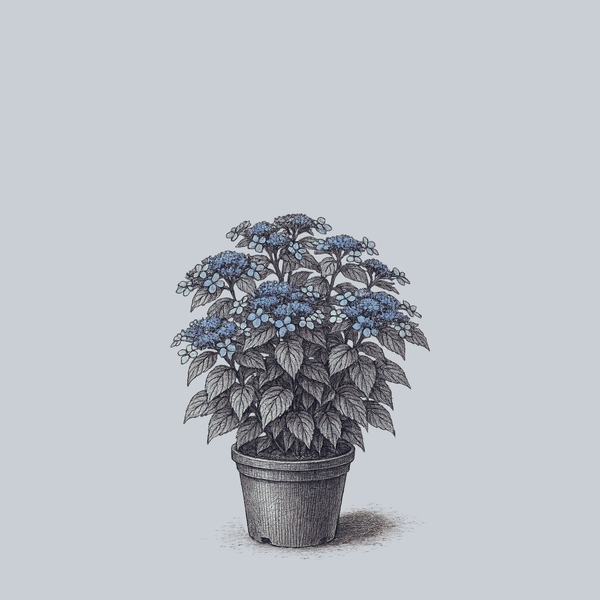 Blue Bird Mountain Hydrangea