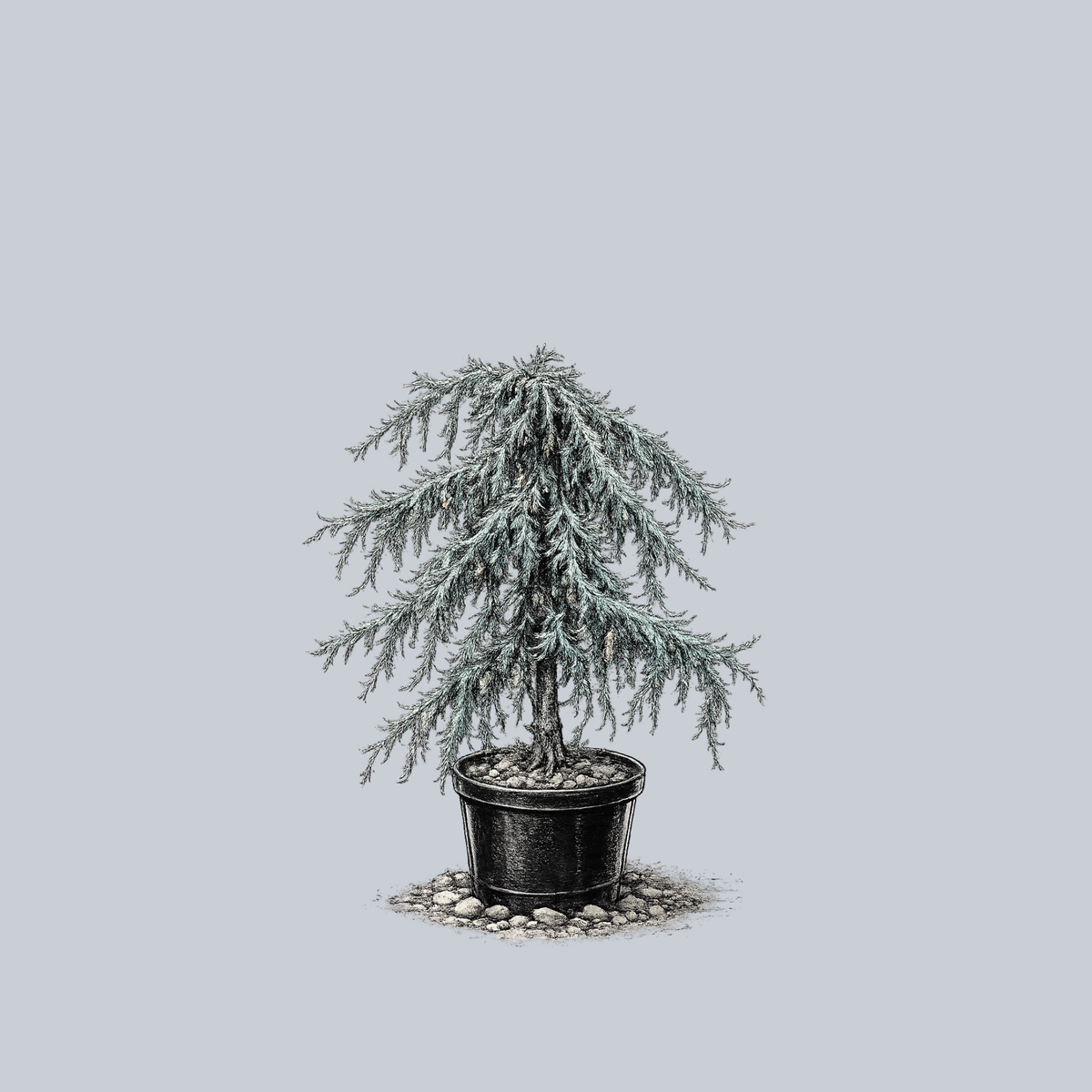 Blue Cascade Blue Atlas Cedar – Plant Detectives
