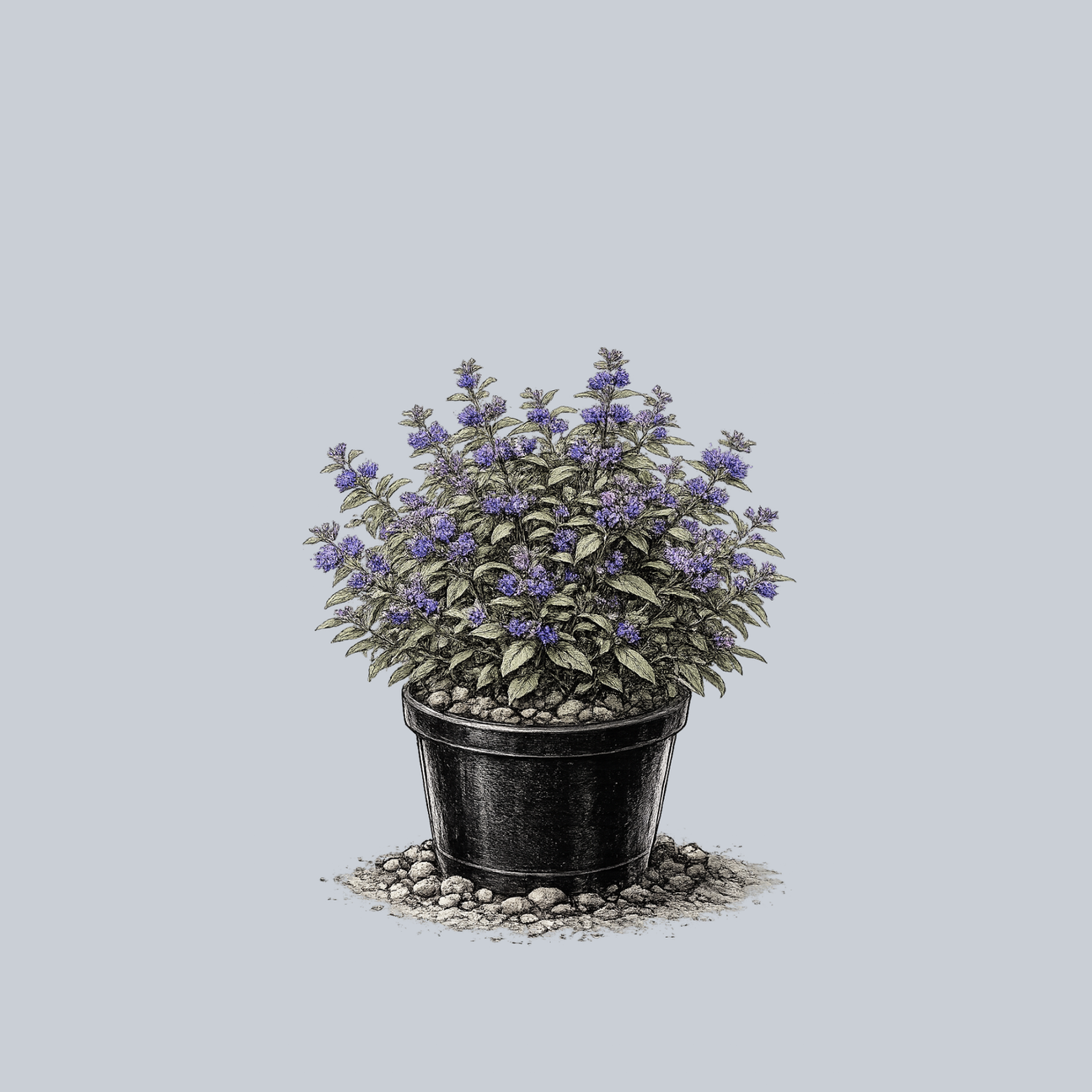 The Bluebeard Guide – Plant Detectives
