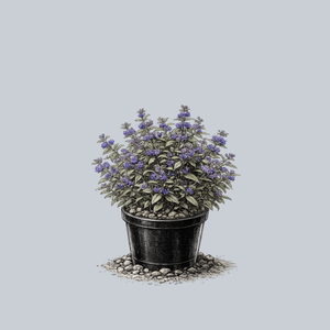 Blue Empire Bluebeard