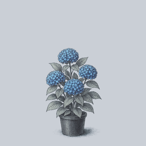 Blue Enchantress Bigleaf Hydrangea