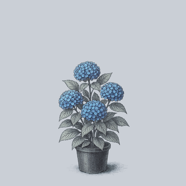 Blue Enchantress Bigleaf Hydrangea