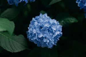 What were planting - blue enchantress hydrangea