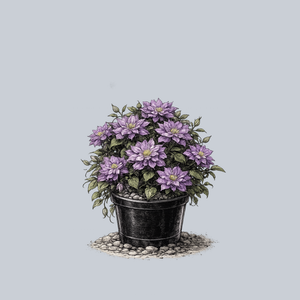 Blue Explosion Clematis