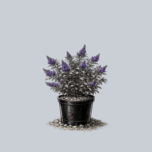 Blue Heaven Butterfly Bush