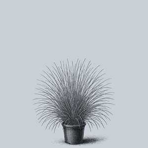 Blue Heaven Little Bluestem