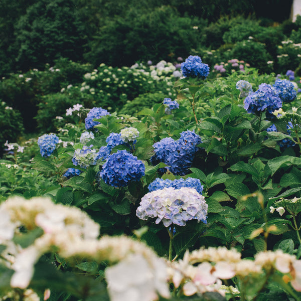 Hydrangea blooms blue