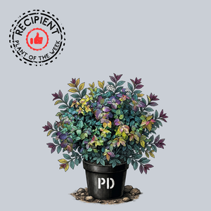 Blue Kazoo Spirea
