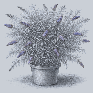 Blue Knight Butterfly Bush