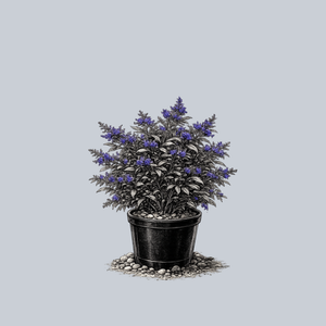 Blue Knight Butterfly Bush