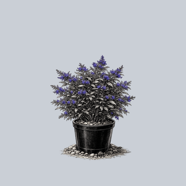 Blue Knight Butterfly Bush