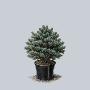 Blue Lou Japanese White Pine