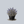 Load image into Gallery viewer, Blue Mist Bluebeard
