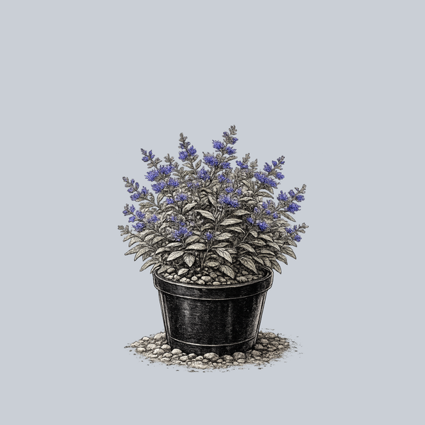 Blue Mist Bluebeard