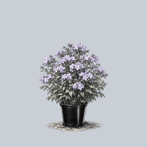 Blue Moon Woodland Phlox