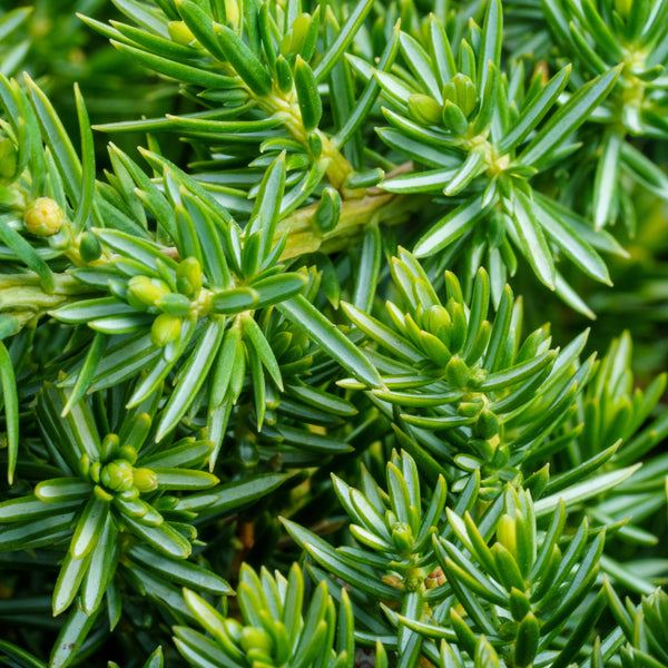 Blue Pacific Shore Juniper - Juniper - Conifers