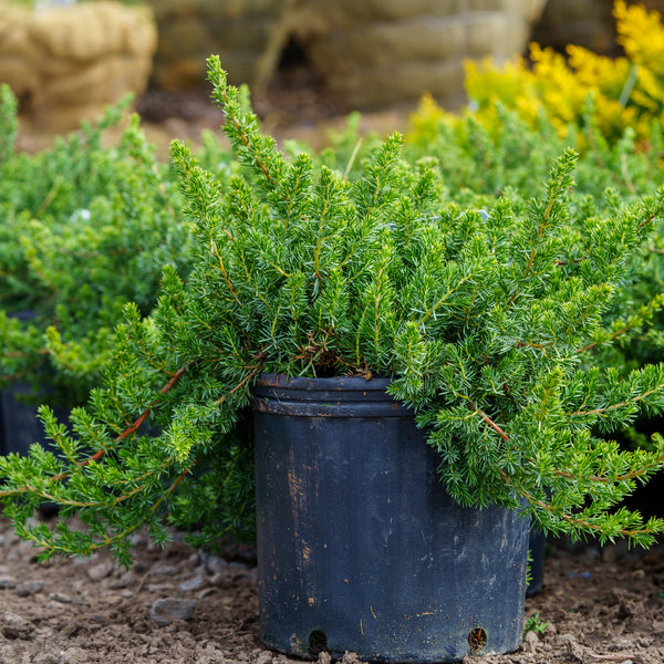 Blue Pacific Shore Juniper - Juniper - Conifers