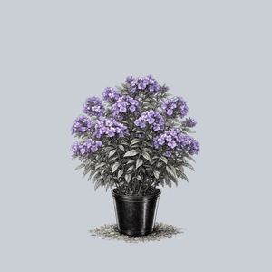 Blue Paradise Tall Garden Phlox